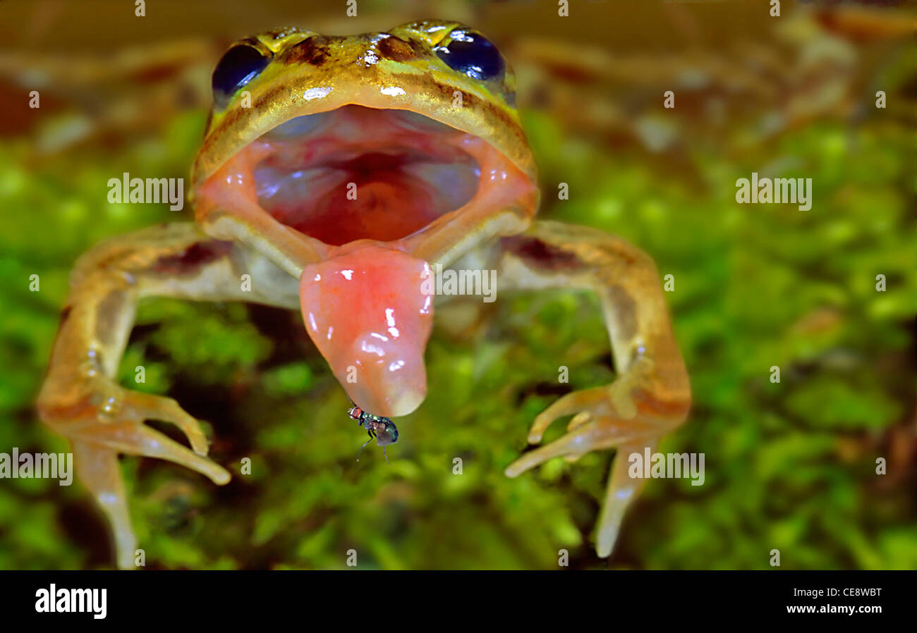 Pool frog, Rana lessonae, catching fly Stock Photo