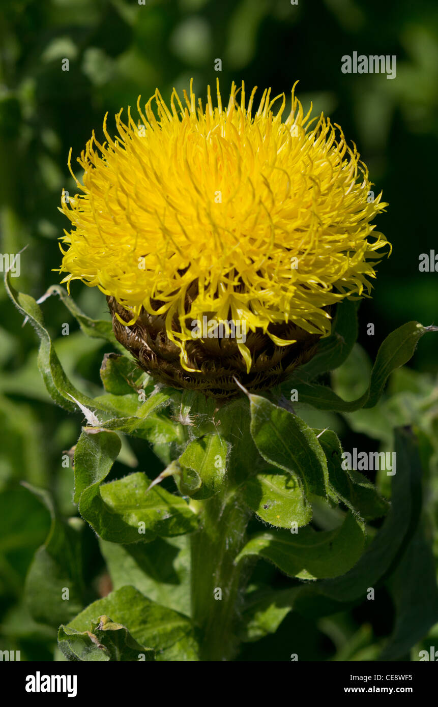 Centaurea macrocephala hi-res stock photography and images - Alamy
