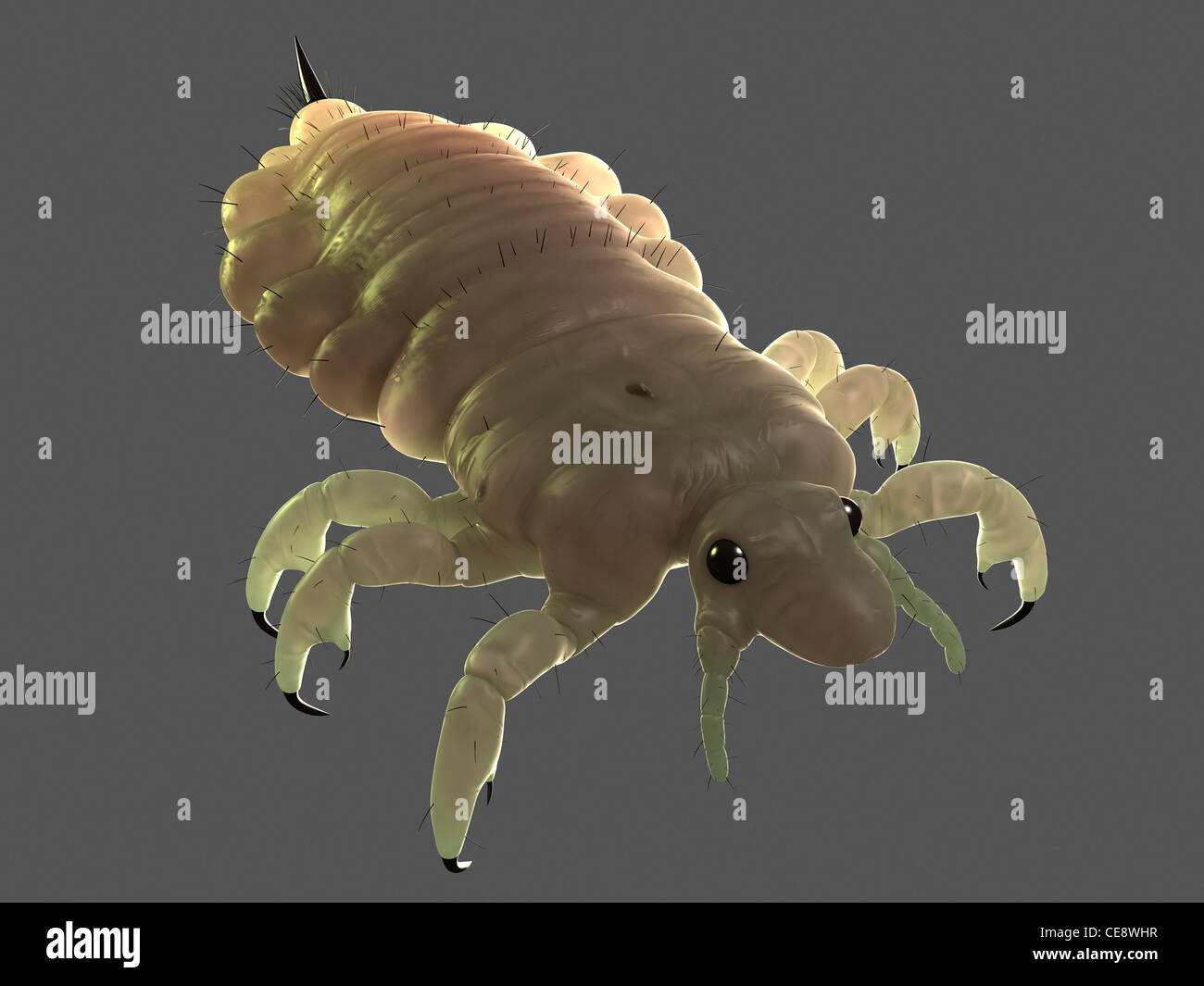 Head louse (Pediculus humanus capitis), computer artwork. Stock Photo