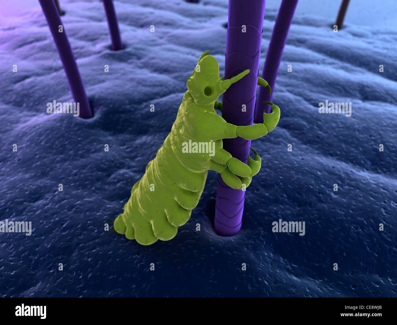 Head louse (Pediculus humanus capitis), computer artwork Stock Photo ...