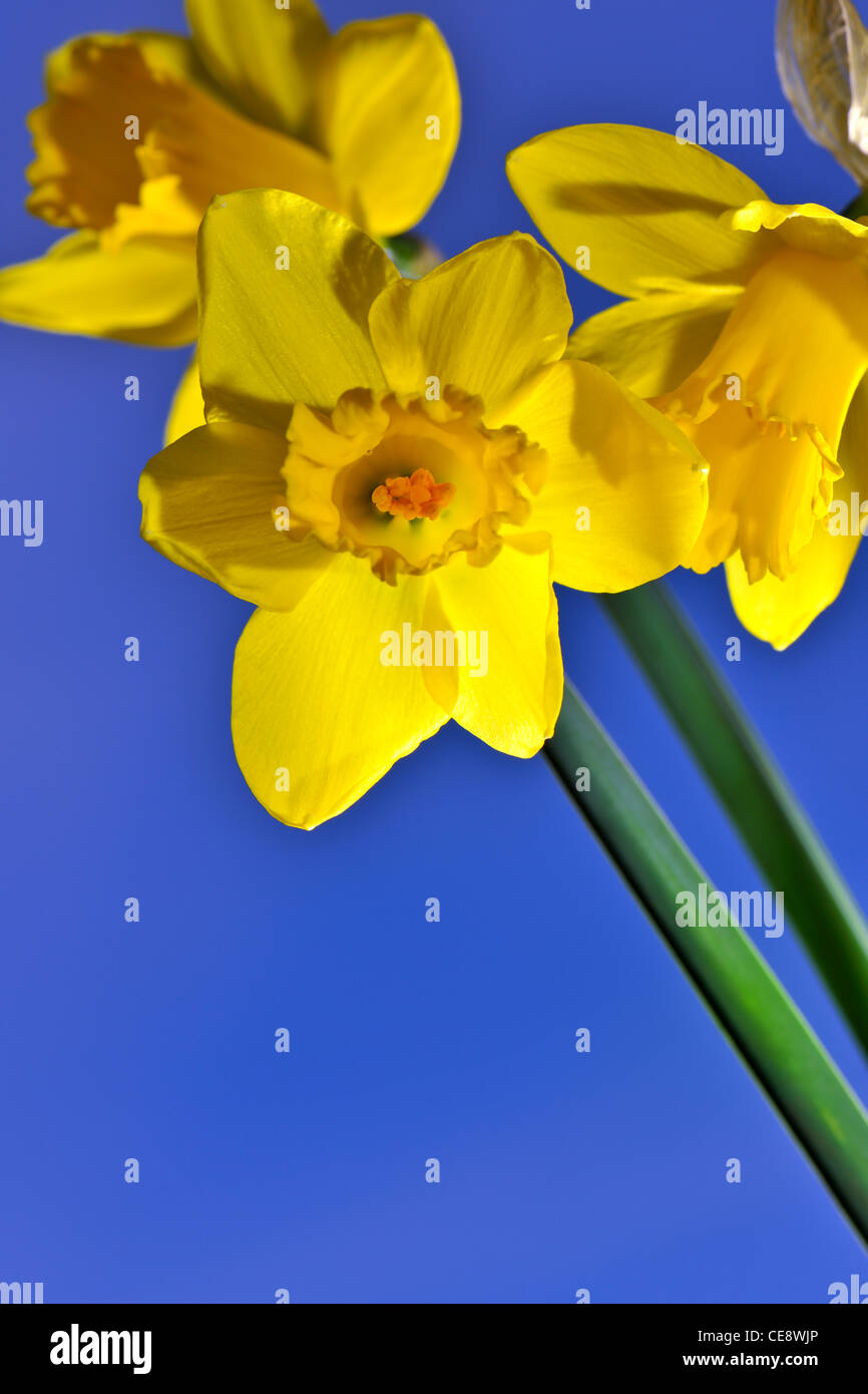Daffodils in English Spring Sunshine Stock Photo