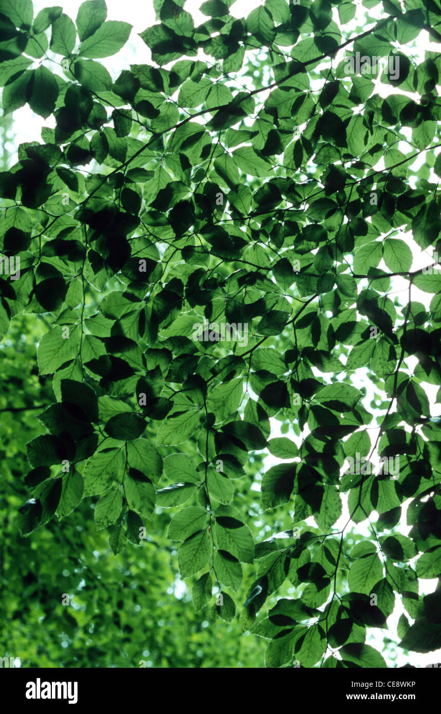 Closeup and structures of green light-flooded tree leaves on sunny sky background Stock Photo