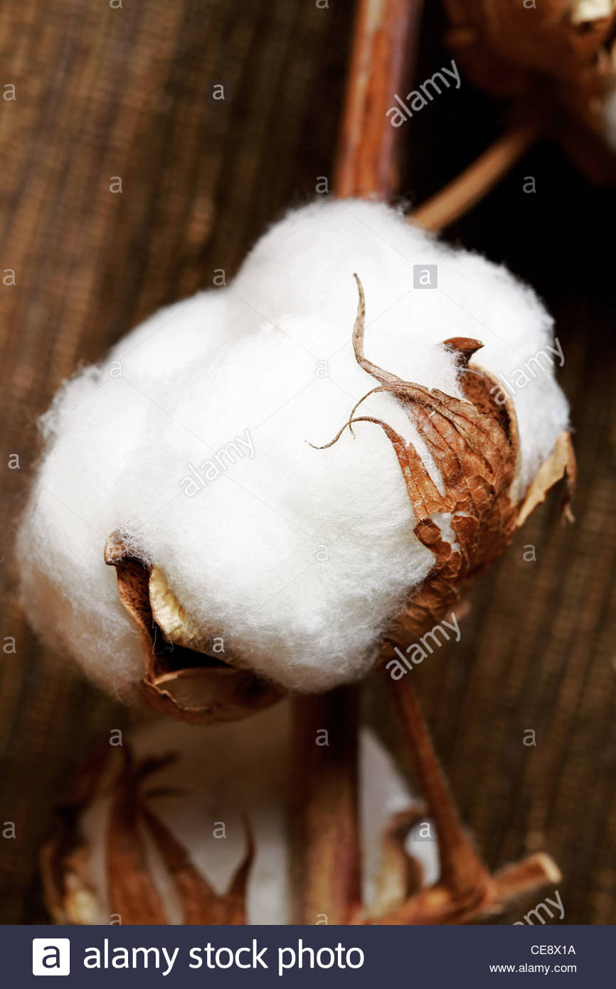 Cotton Seed Stock Photos & Cotton Seed Stock Images Alamy