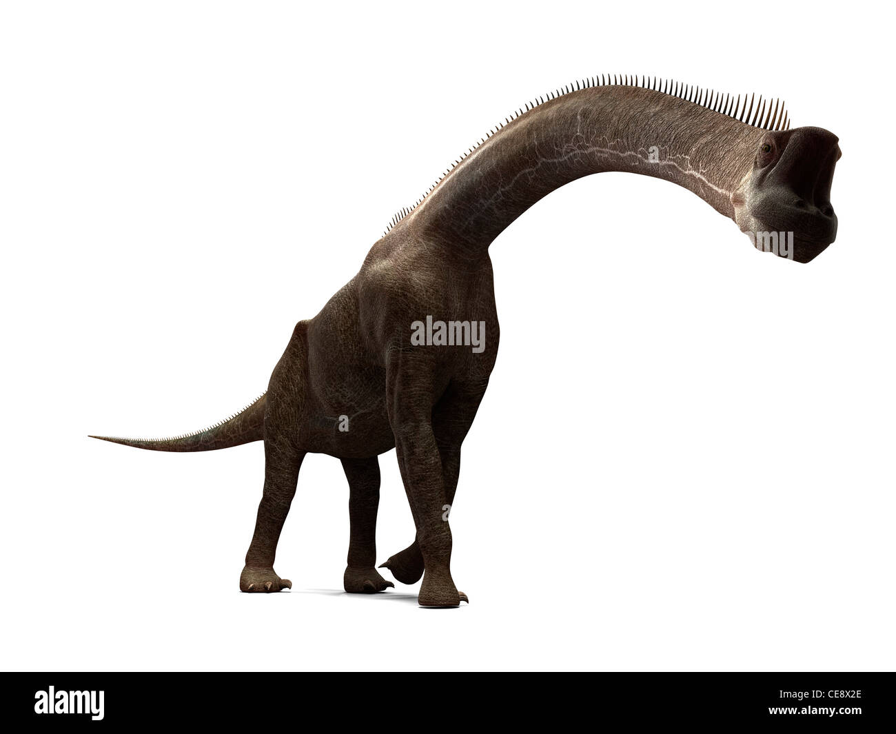 Brachiosaurus dinosaur computer artwork tallest known dinosaur standing up to 16 metres tall It lived late Jurassic period 155 Stock Photo