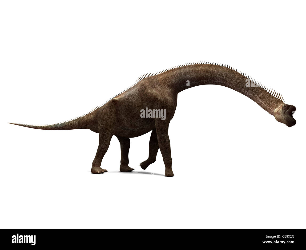 Brachiosaurus dinosaur computer artwork tallest known dinosaur standing up to 16 metres tall It lived late Jurassic period 155 Stock Photo