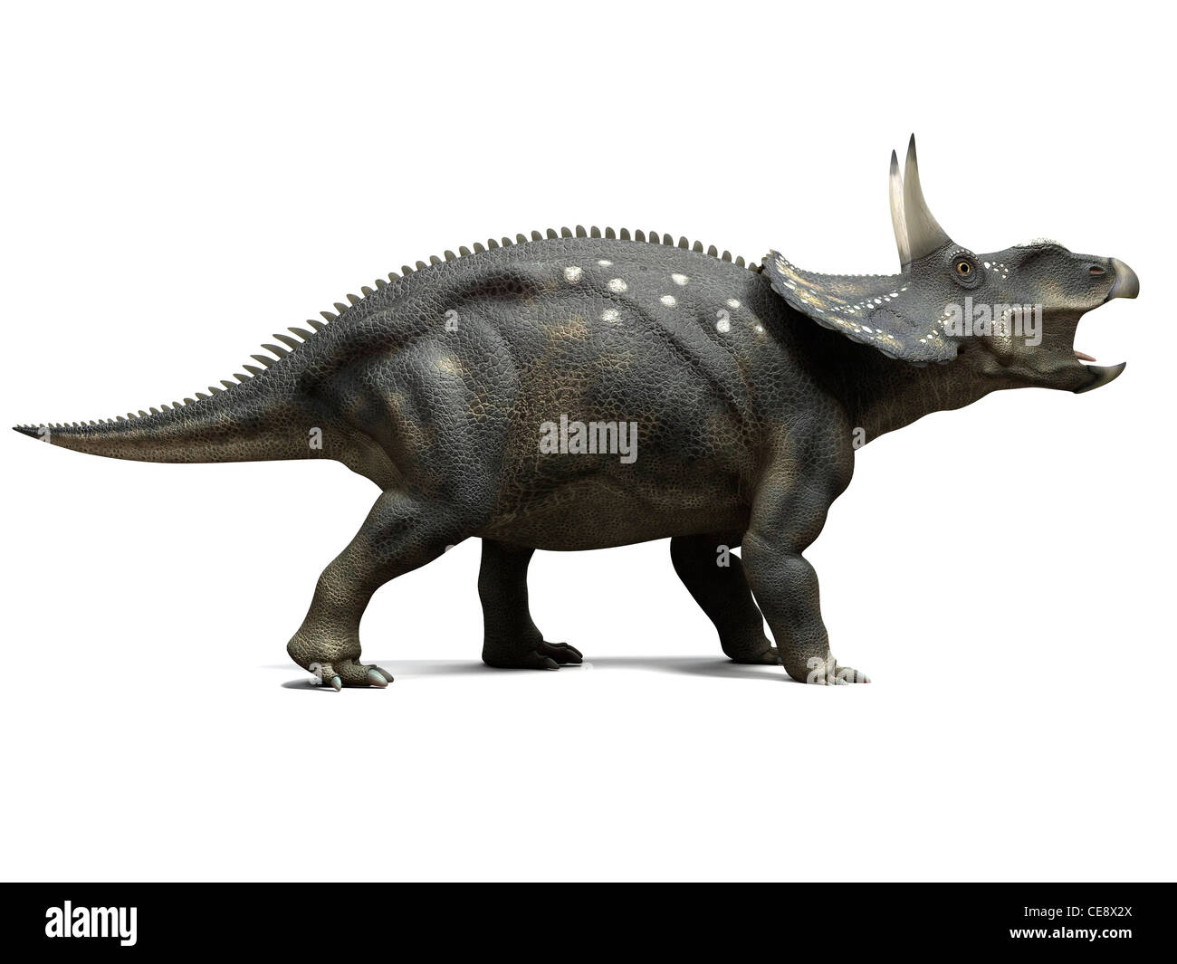 Nedoceratops dinosaur computer artwork dinosaur formerly known Diceratops lived 70 million years ago Cretaceous period. Stock Photo