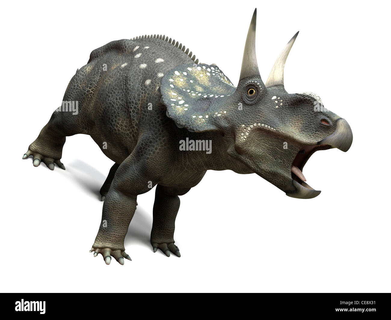 Nedoceratops dinosaur computer artwork dinosaur formerly known Diceratops lived 70 million years ago Cretaceous period. Stock Photo