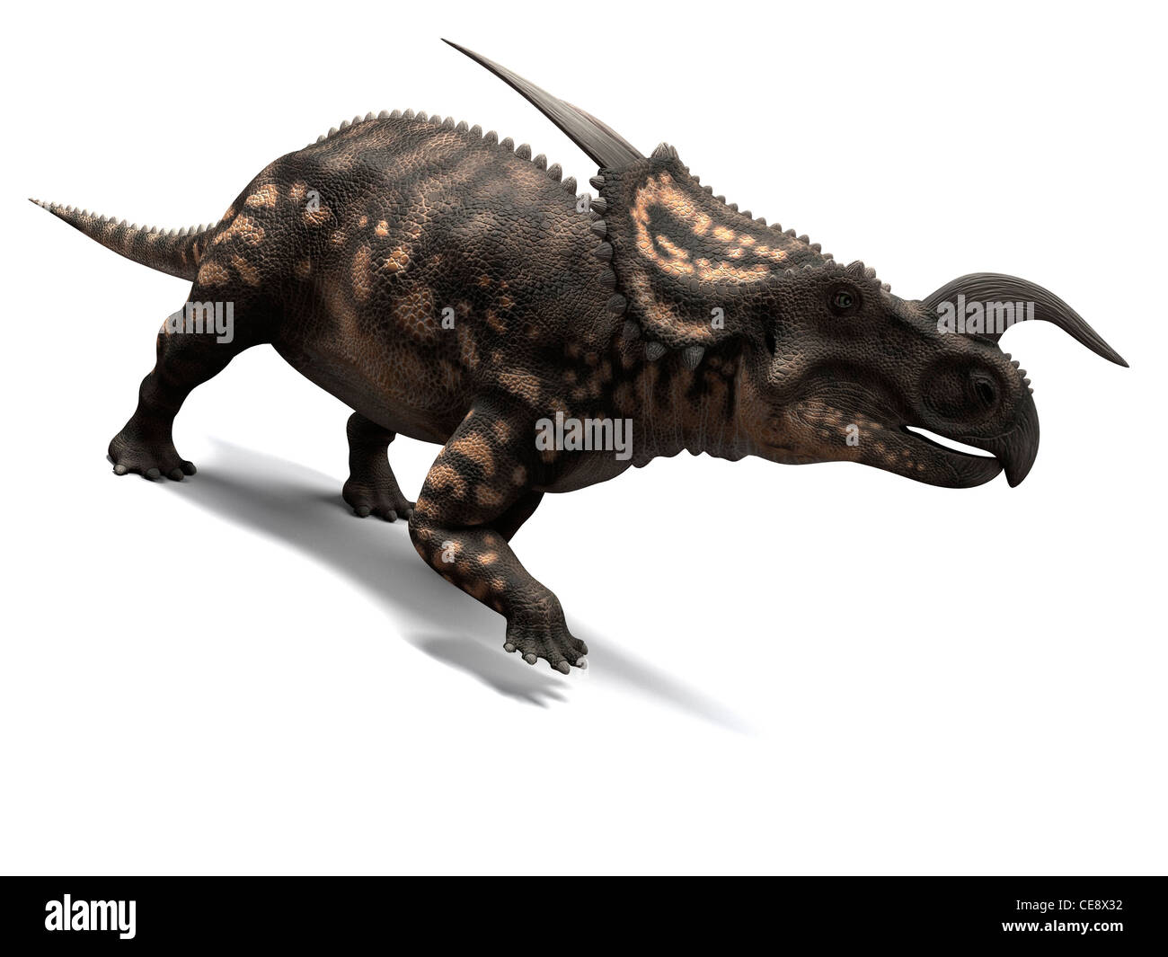 Einiosaurus dinosaur, computer artwork. This dinosaur lived 65 to 100 million years ago during the Late Cretaceous period. Stock Photo