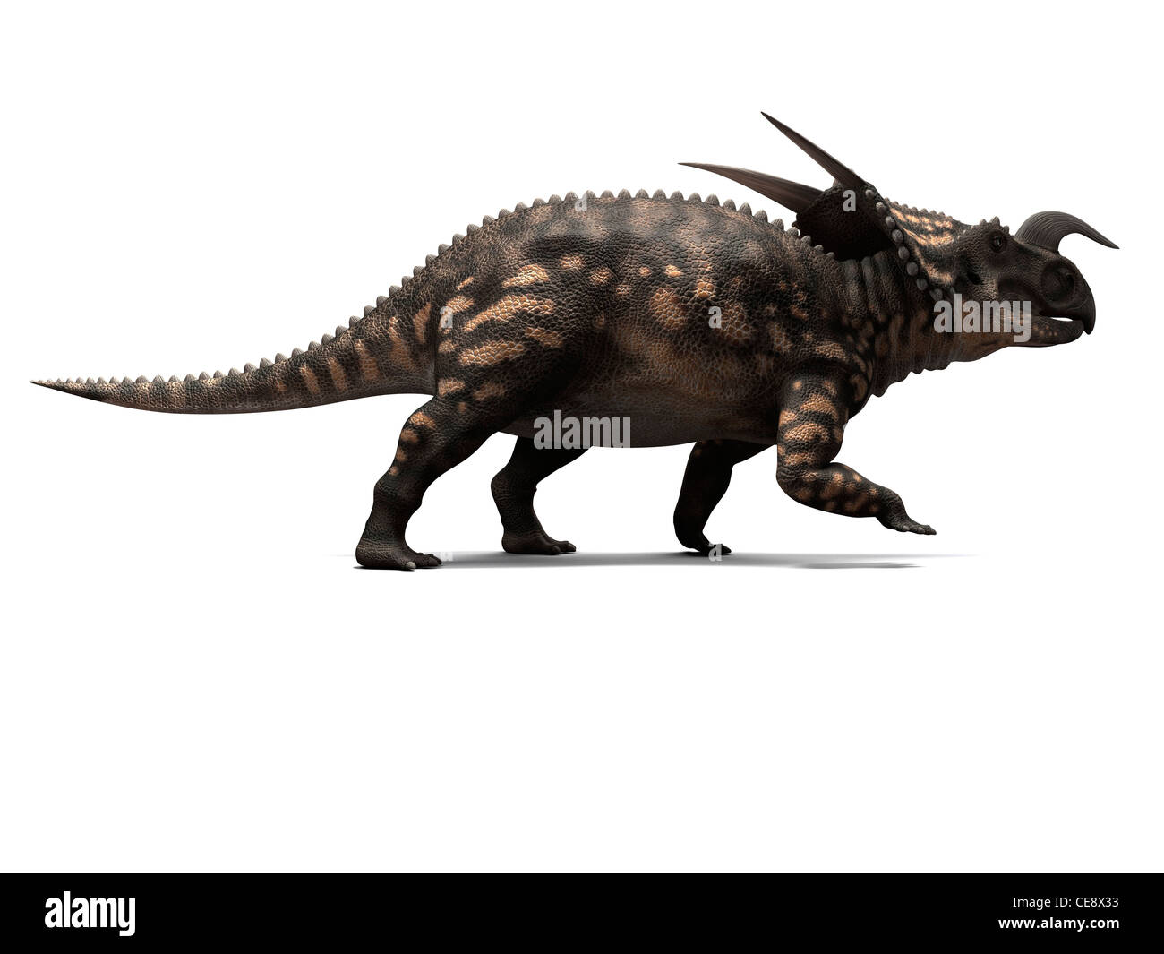Einiosaurus dinosaur, computer artwork. This dinosaur lived 65 to 100 million years ago during the Late Cretaceous period. Stock Photo