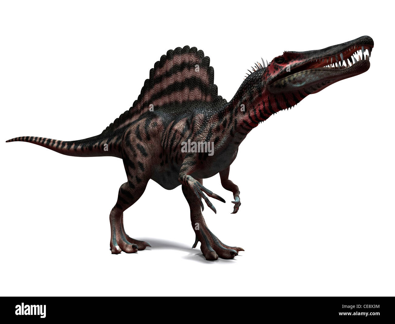 Spinosaurus dinosaur, computer artwork. This dinosaur lived 95 to 80 million years ago during the Late Cretaceous period. Stock Photo