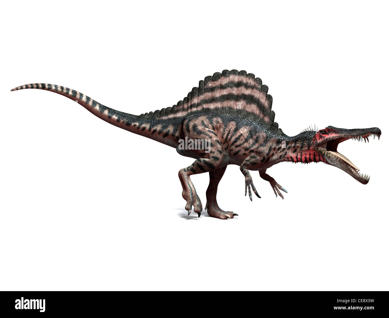 Spinosaurus dinosaur, computer artwork. This dinosaur lived 95 to 80 million years ago during the Late Cretaceous period. Stock Photo