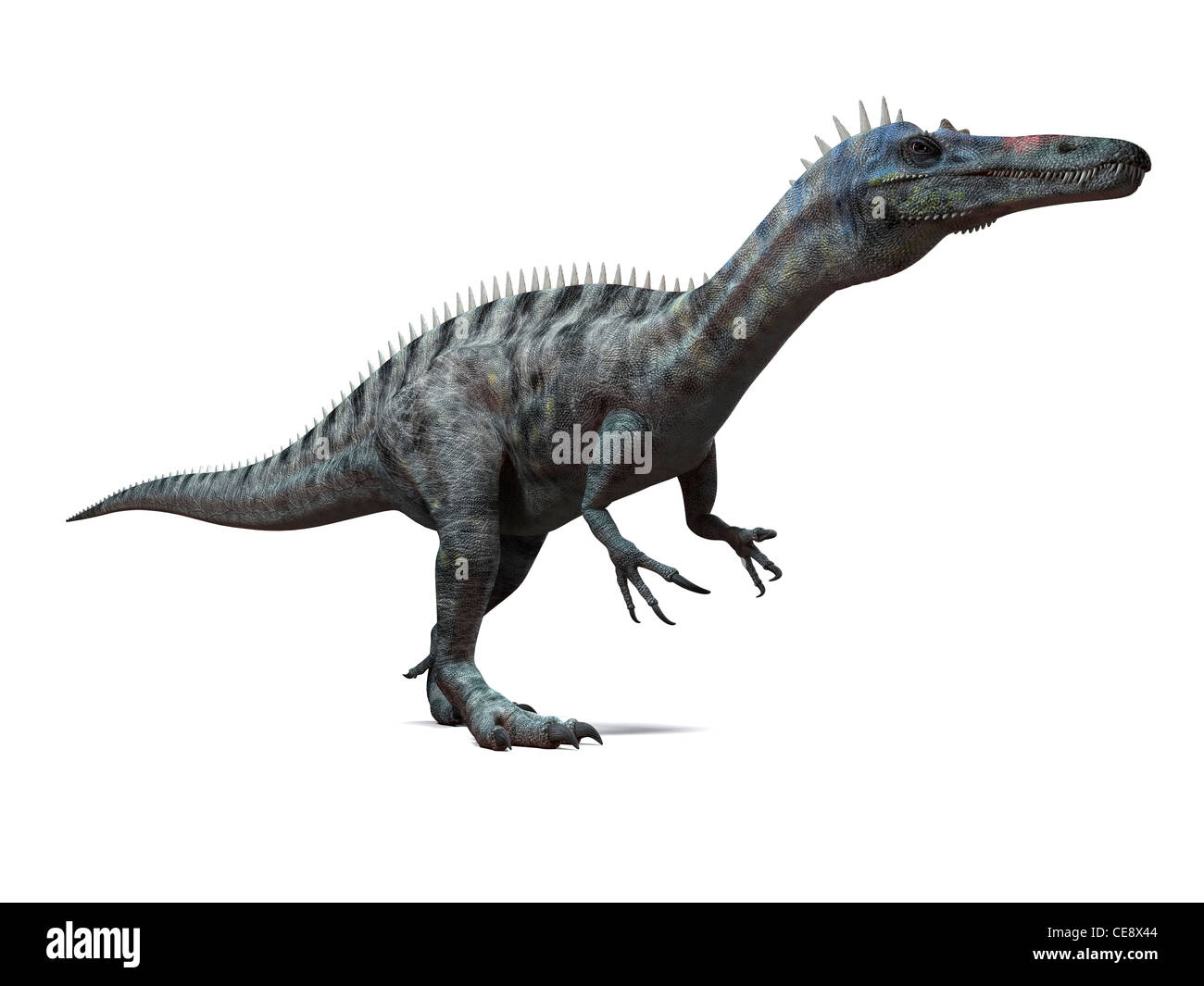 Suchomimus dinosaur computer artwork dinosaur lived 110 to 120 million years ago during the middle the Cretaceous period. Stock Photo