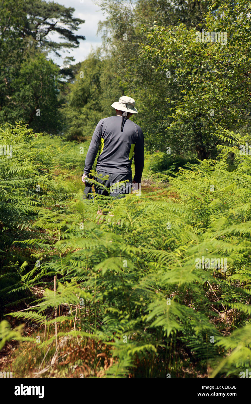 Male ferns hi-res stock photography and images - Alamy