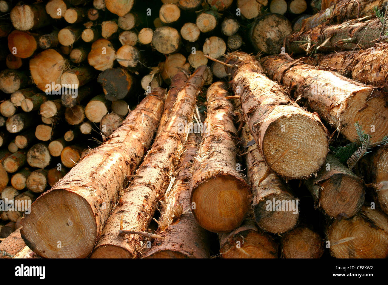 Logging industry Stacked timber cut from local forests, awaiting export on quayside, at Montrose Docks Scotland UK Stock Photo