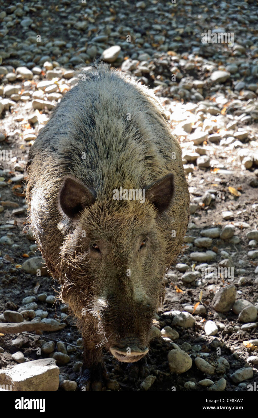 Wild boar in a forest in Isère, France Stock Photo