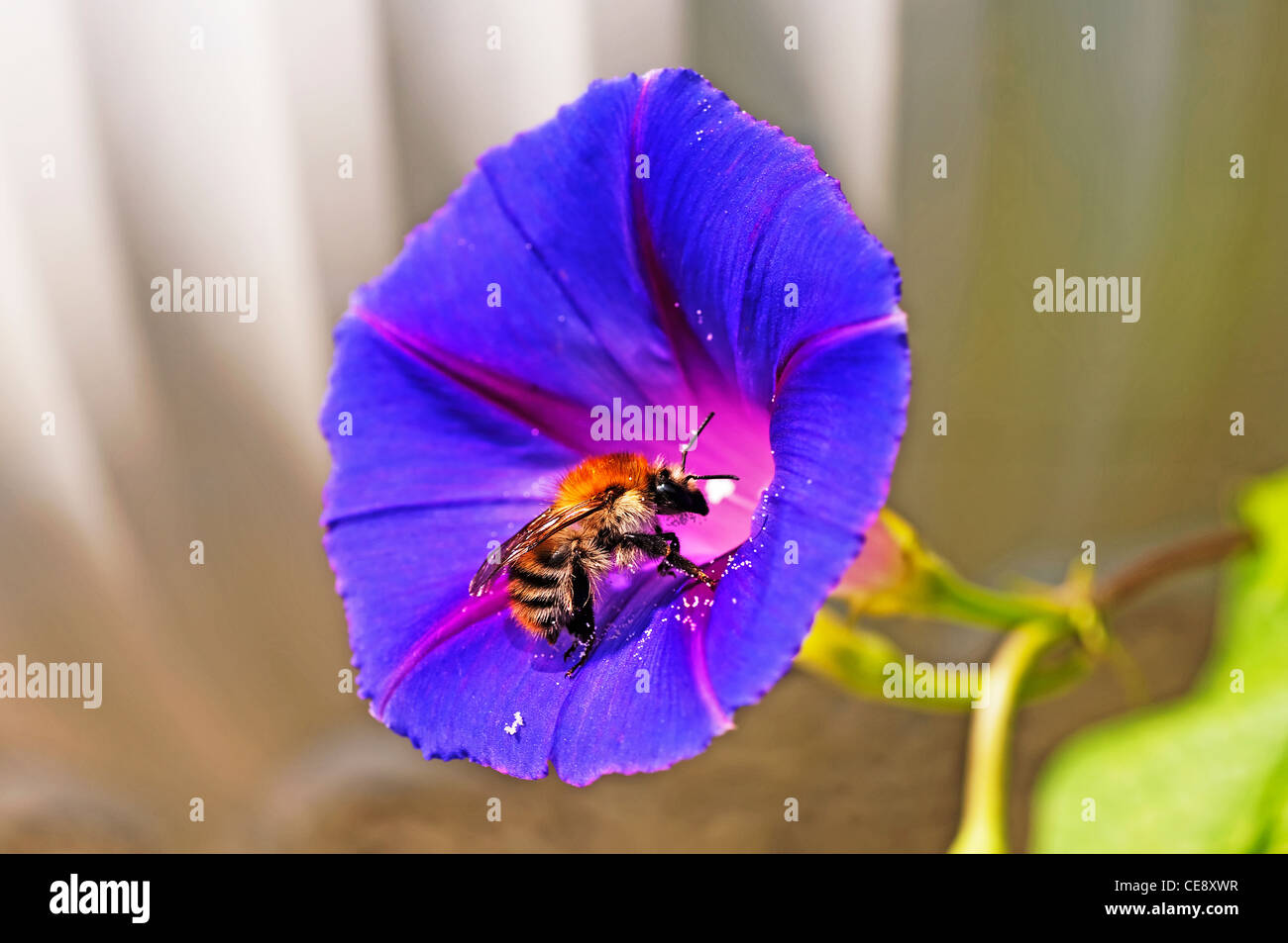 bumble bee on morning glory Stock Photo