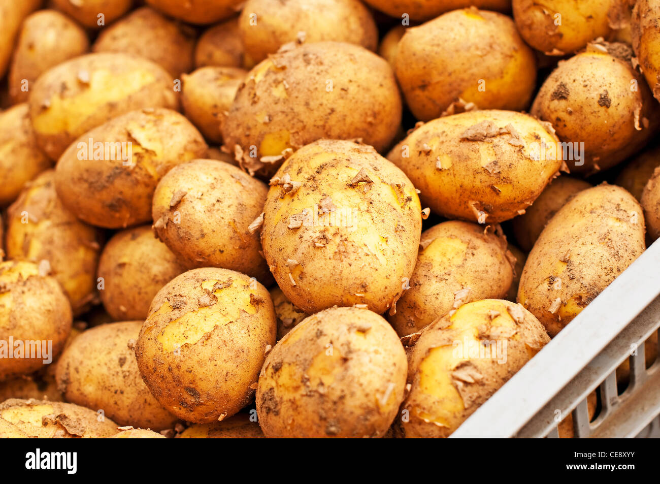 potato in a box Stock Photo Alamy