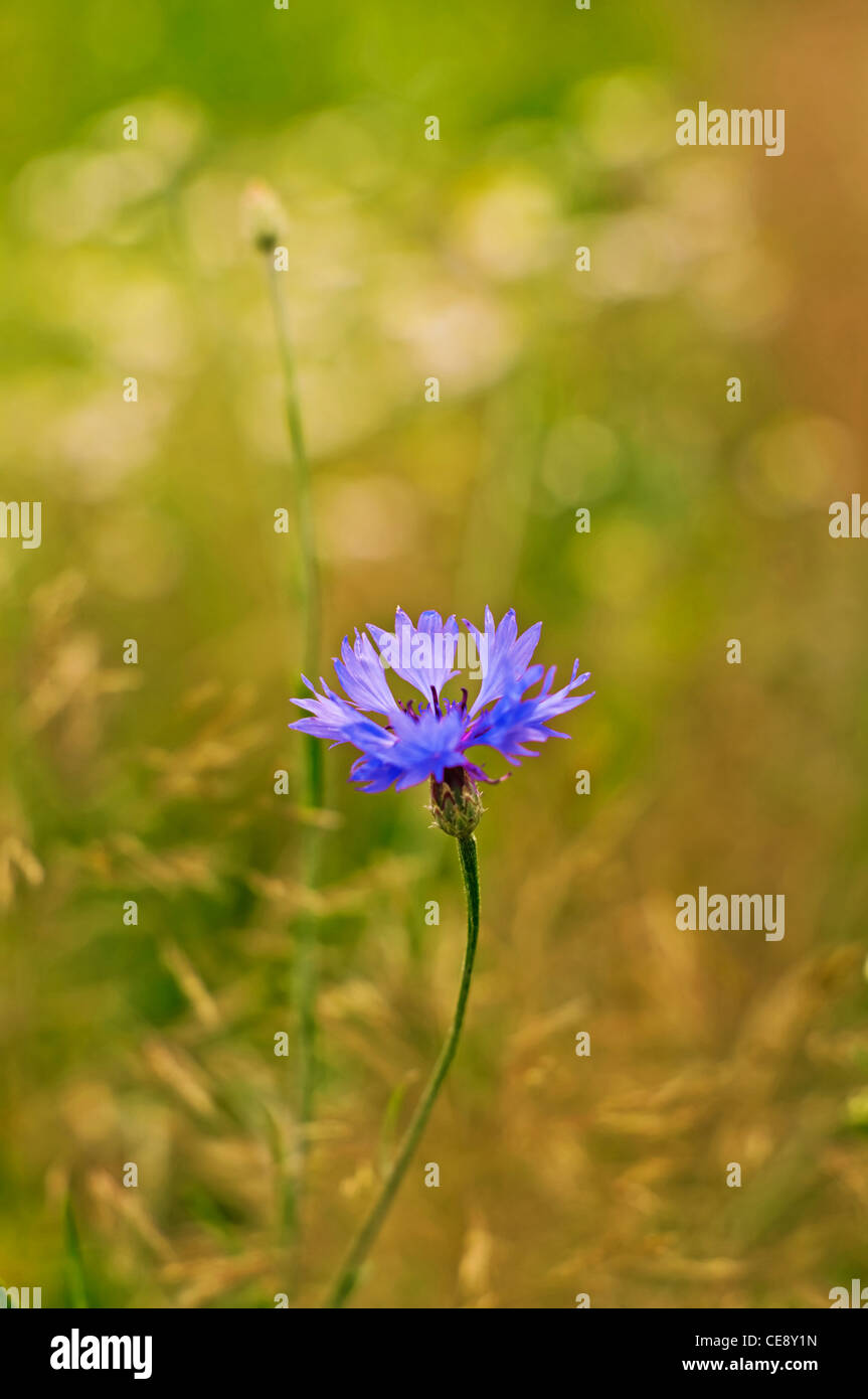 Cornflower bloom hires stock photography and images Alamy