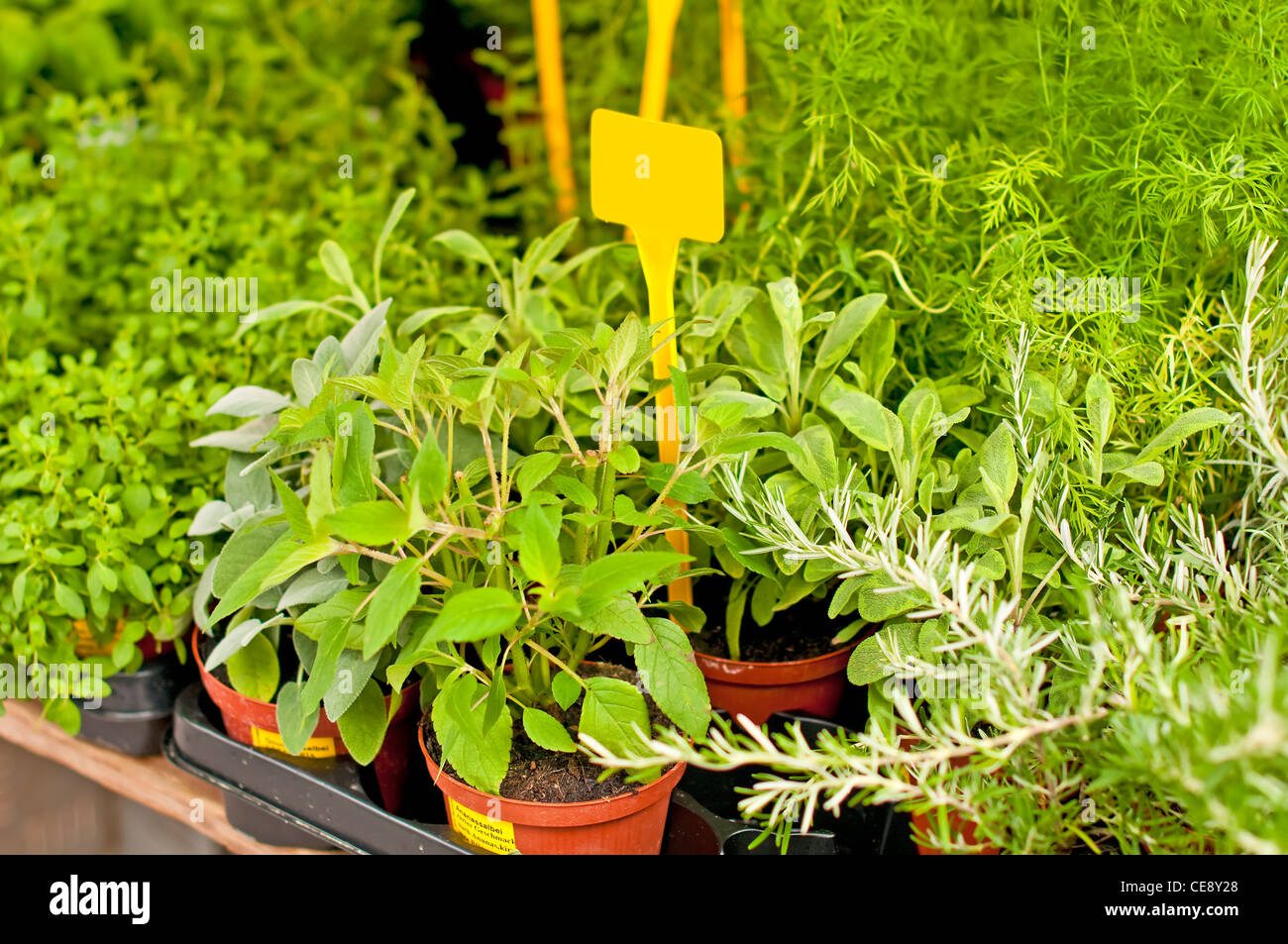 different kitchen herbs Stock Photo