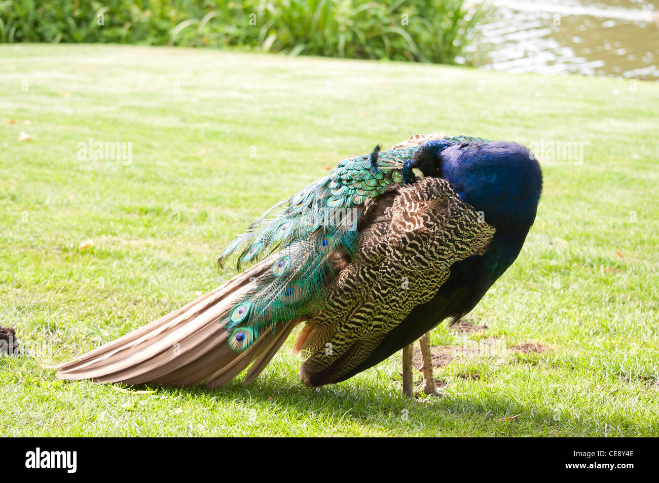 Peacock on a green grass Stock Photo - Alamy