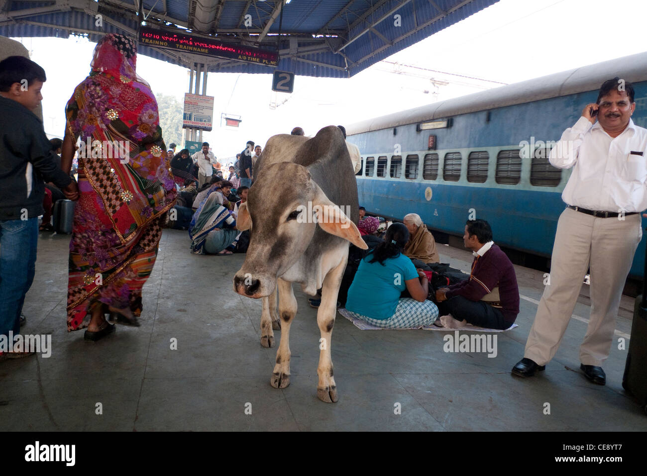 Cow on the platform at Mathura railway station, Uttar Pradesh, India Stock Photo