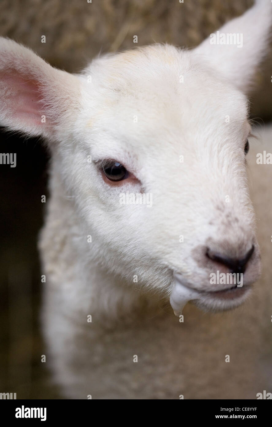 Sheep Single portrait of lamb UK Stock Photo