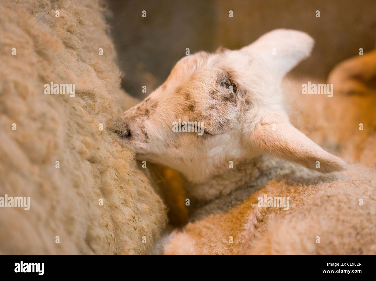 Sheep Single lamb sleep with parent UK Stock Photo