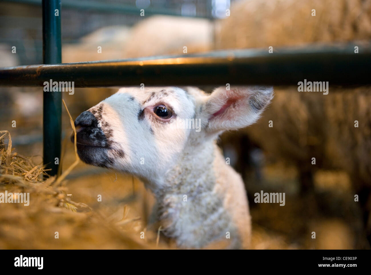 Sheep Single lamb looking out of pen UK Stock Photo - Alamy