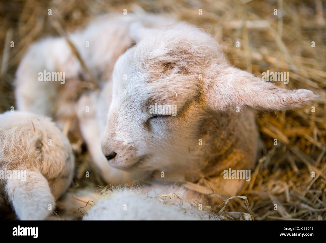 Sheep Single lamb sleeping UK Stock Photo