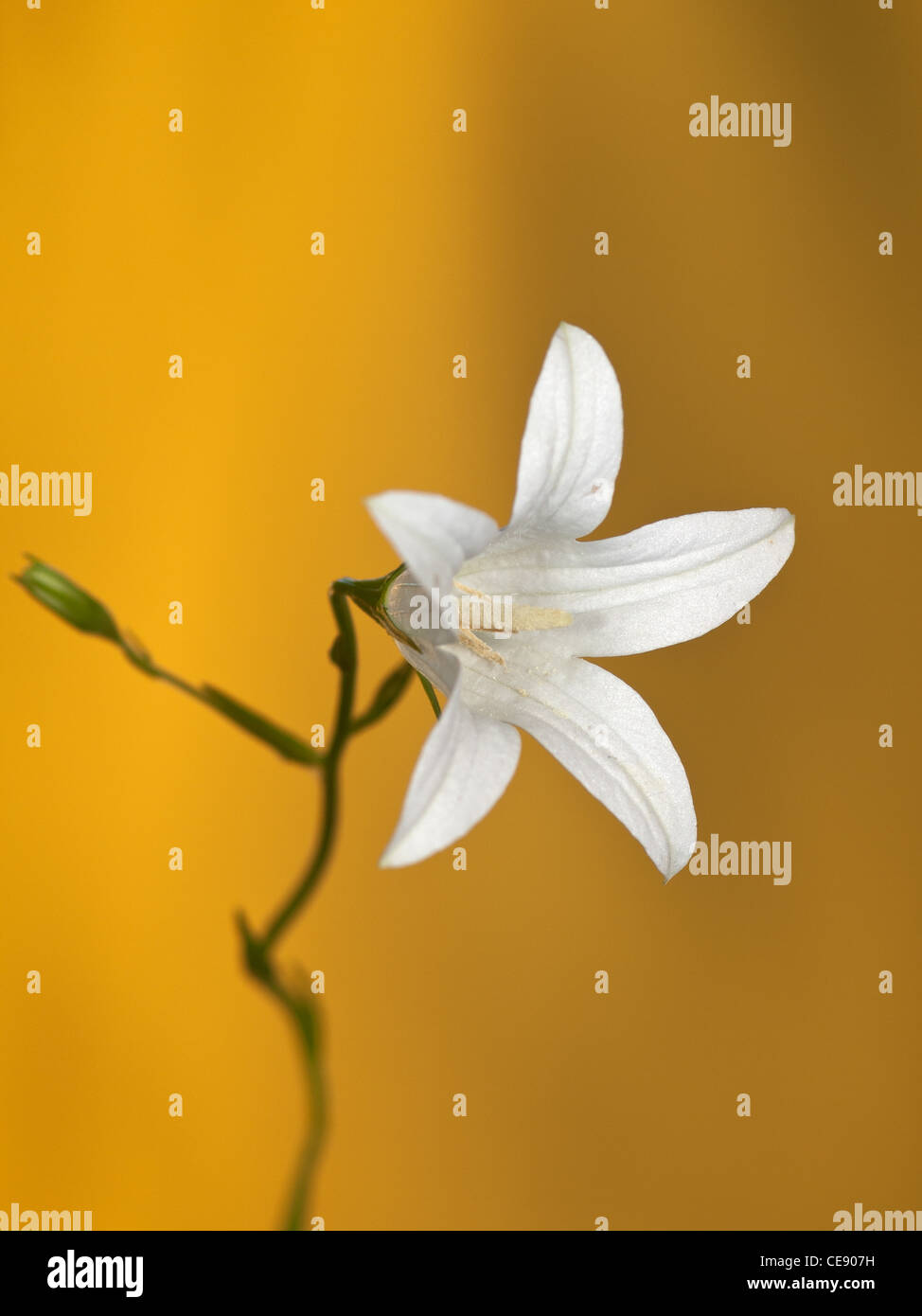 Bellflower, Campanula patula, portrait of white flower with nice out of focus background. Stock Photo
