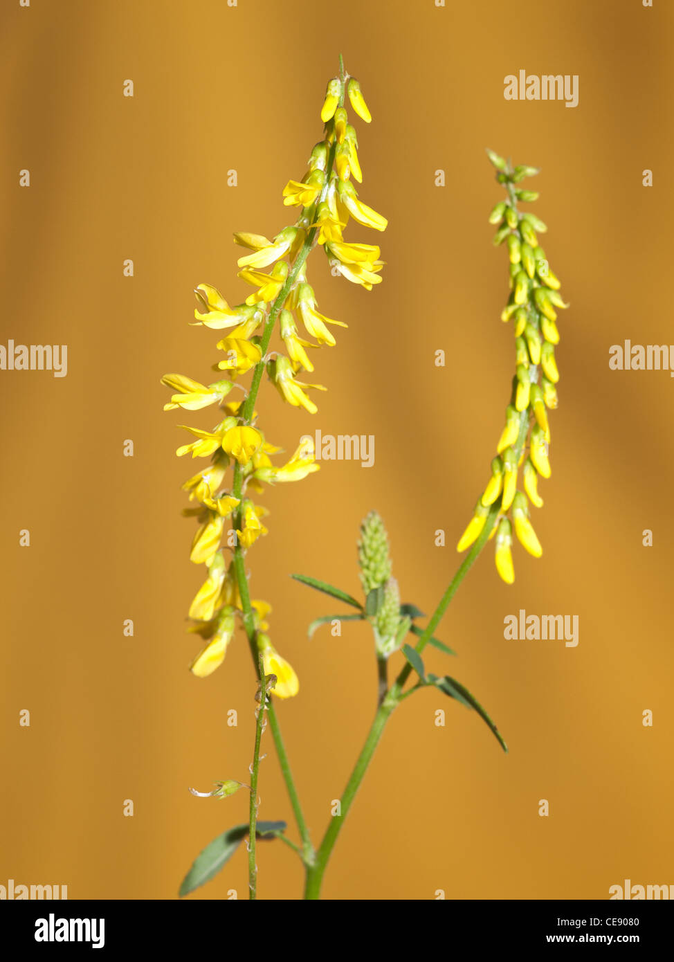 Yellow Sweet Clover, Melilotus officinalis, portrait of flower with out of focus background. Stock Photo