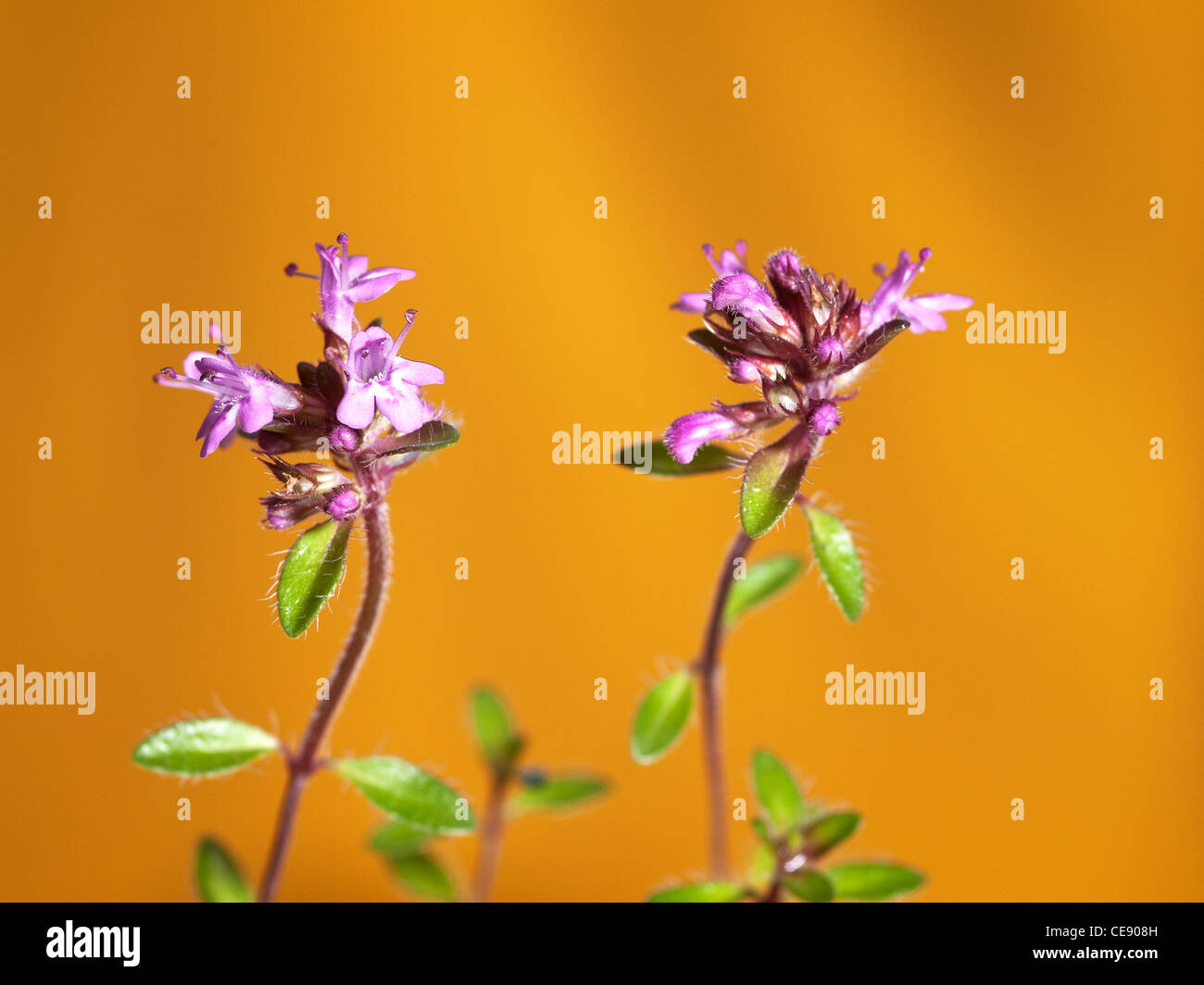 Thyme, Thymus longicalius, horizontal portrait of flowers with out focus background. Stock Photo