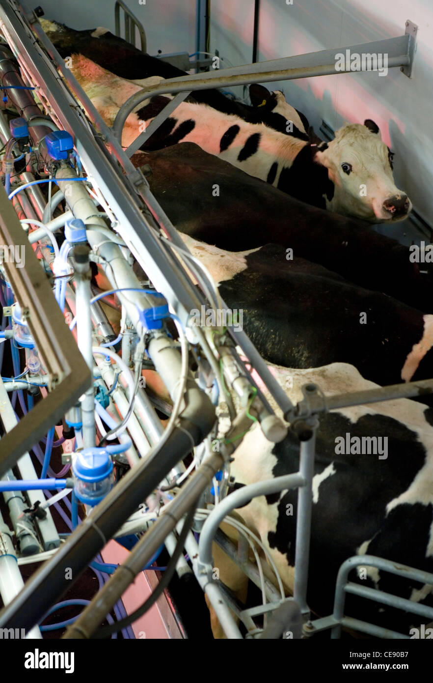 Milking Parlour Fresian cows at dairy farm UK Stock Photo