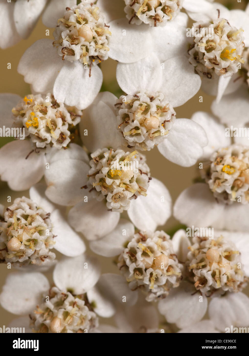 Yarrow, Achilea millefolium, portrait of flowers. Stock Photo