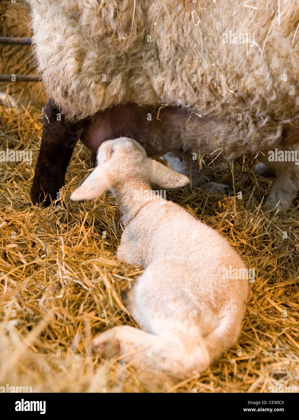 Sheep Single lamb feeding UK Stock Photo Alamy