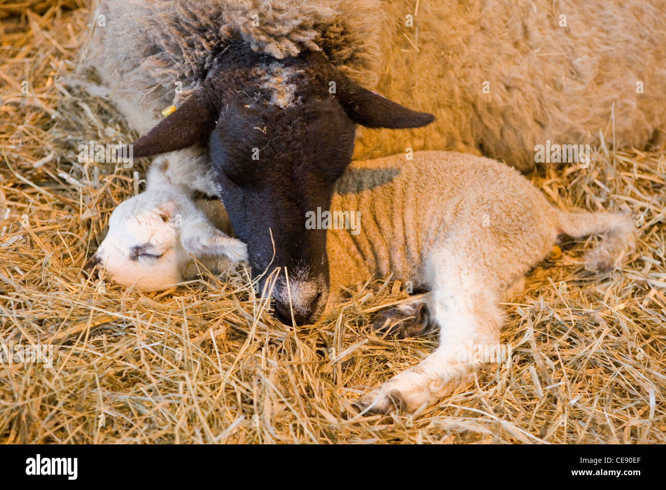 Sheep Single lamb sleeping with parent UK Stock Photo