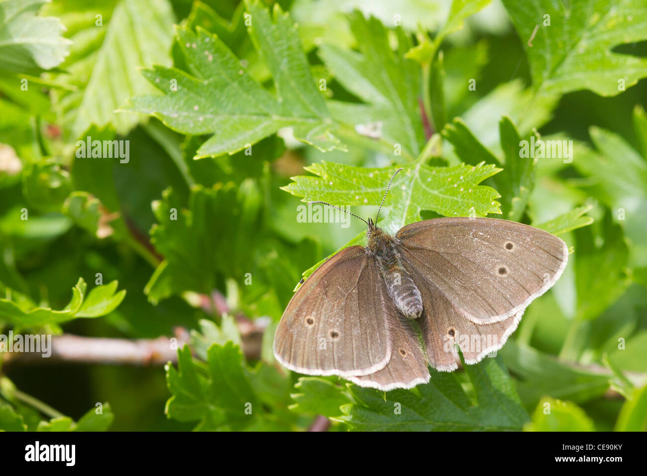 Ringlet butterfly (Aphantopus hyperanthus) perched on a leaf Stock Photo