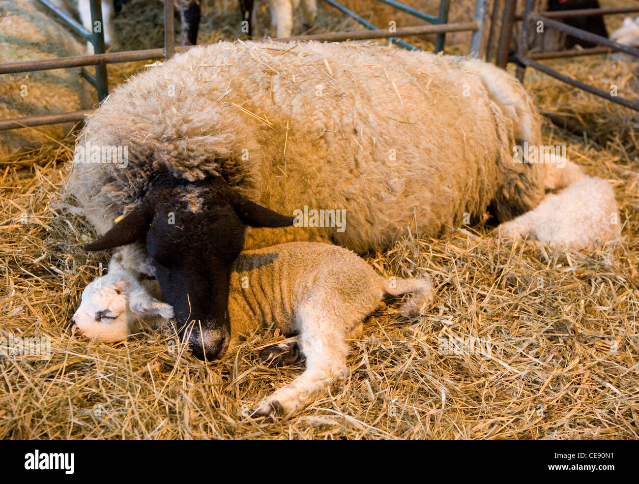Sheep Single lamb sleeping with parent UK Stock Photo