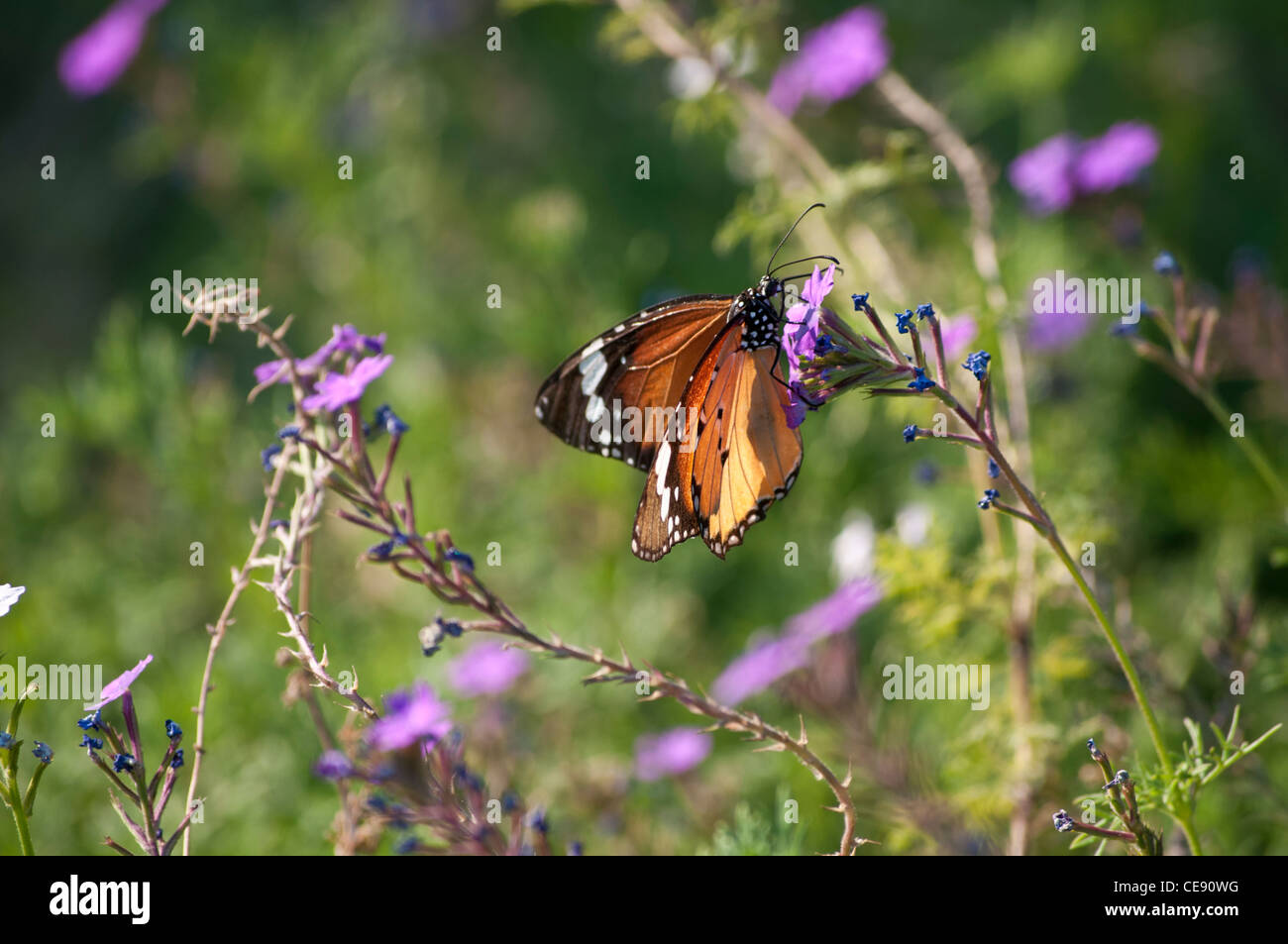 Monarch butterfly, Danaus plexippus, feeding on a purple flower ...