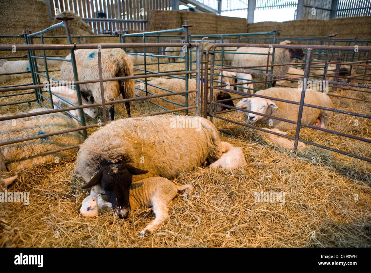 Sheep Two lambs sleeping with parent in a pen UK Stock Photo