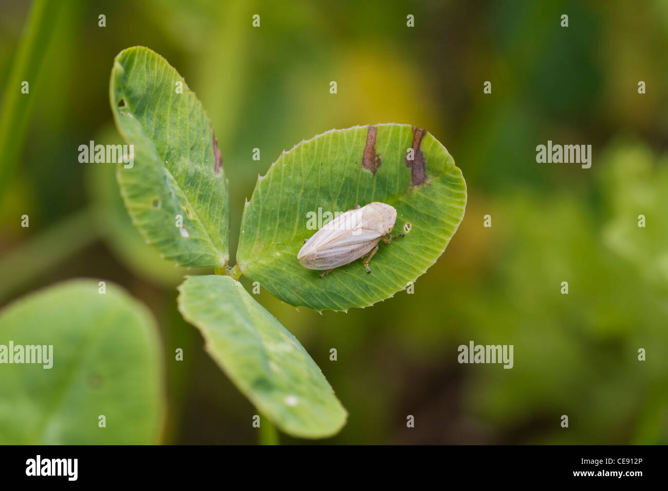 Leafhopper perched on a plant leaf closeup Stock Photo