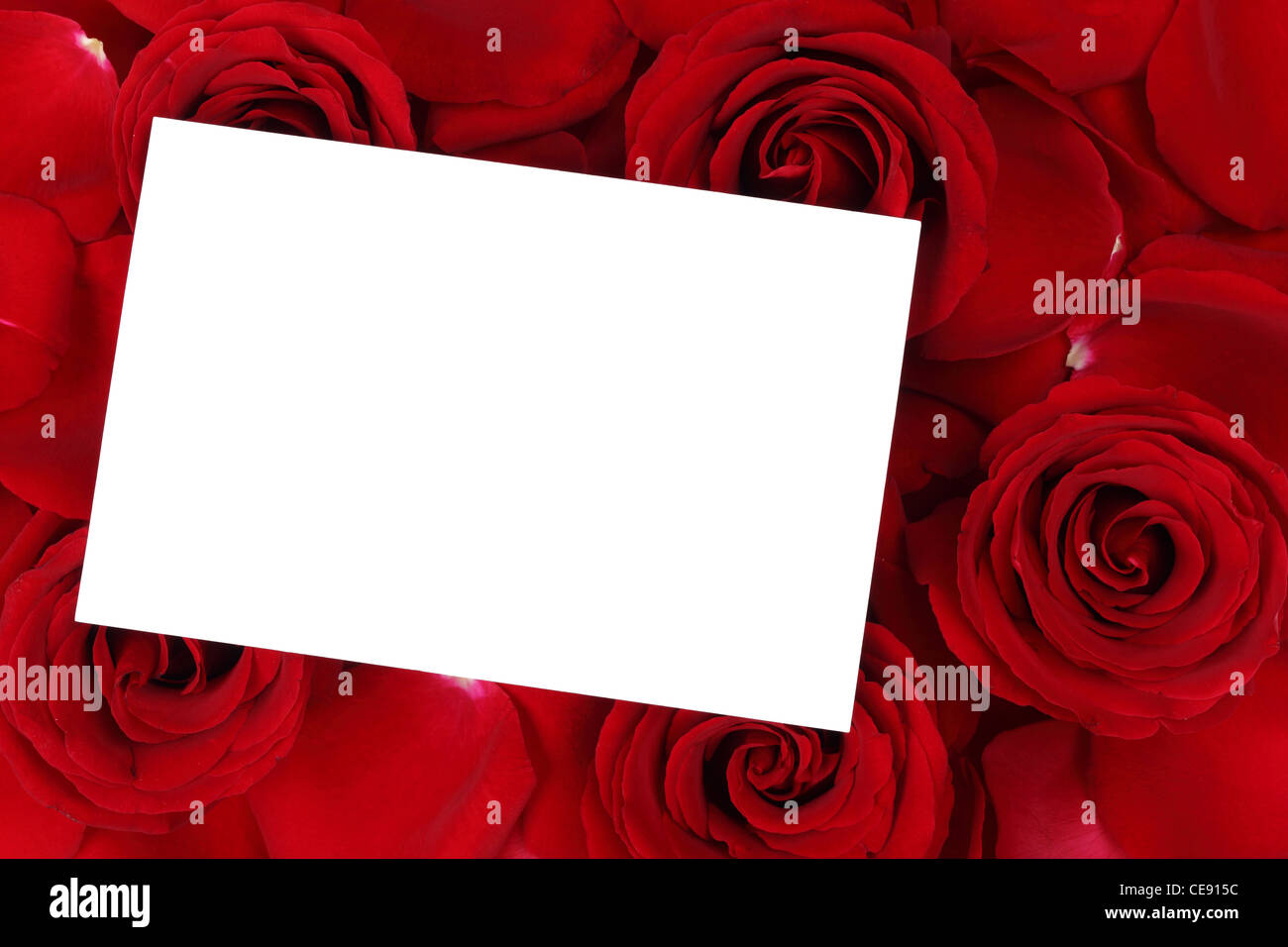 Blank card on rose background Stock Photo