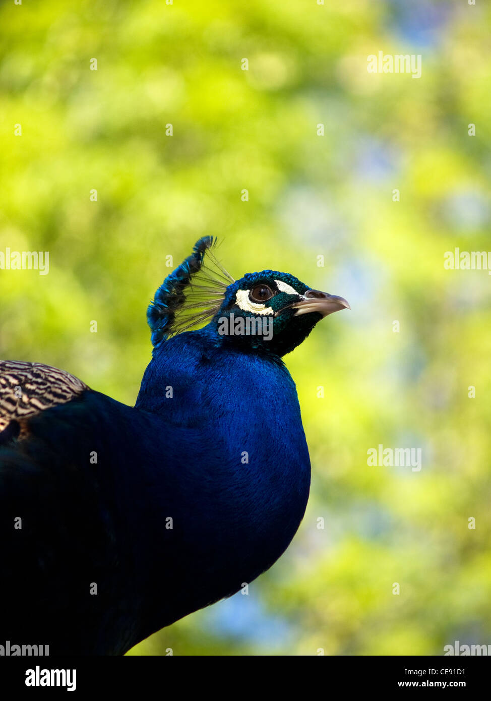 Indian Peafowl, Pavo cristatus, portrait of adult with a out of focus background. Stock Photo