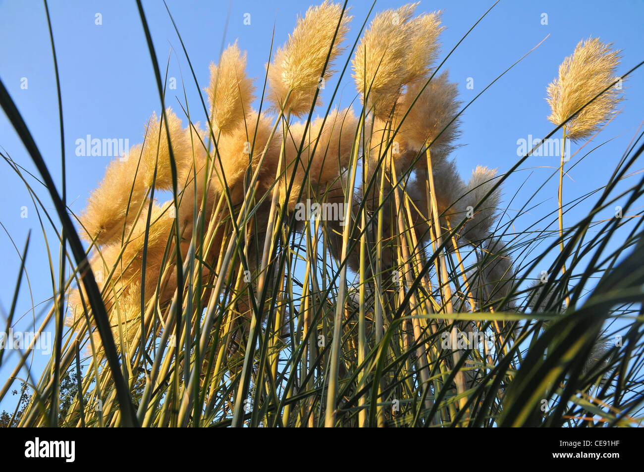 Pampas grass in front of blue sky Stock Photo Alamy