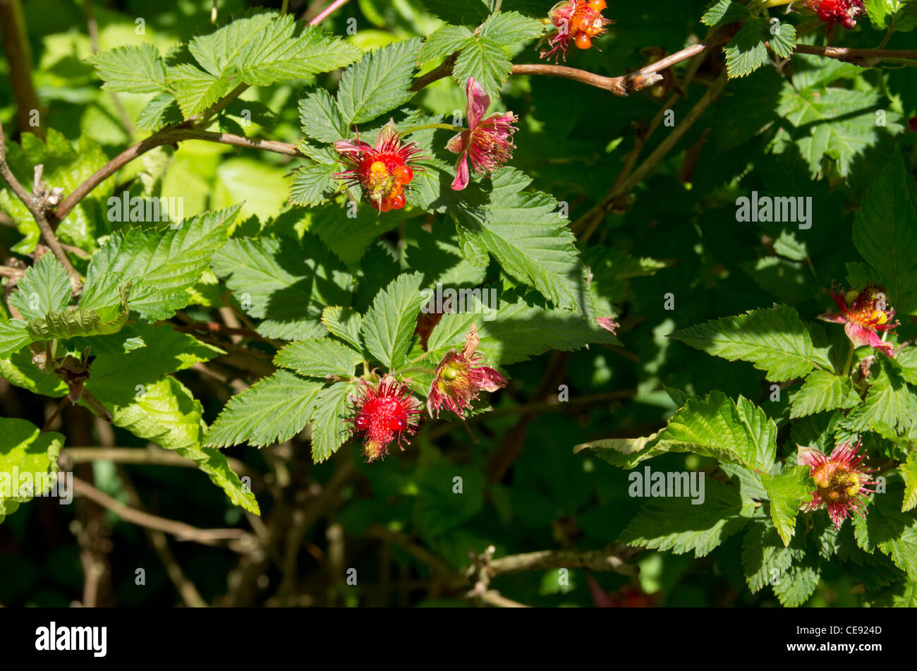 Salmonberry Bush