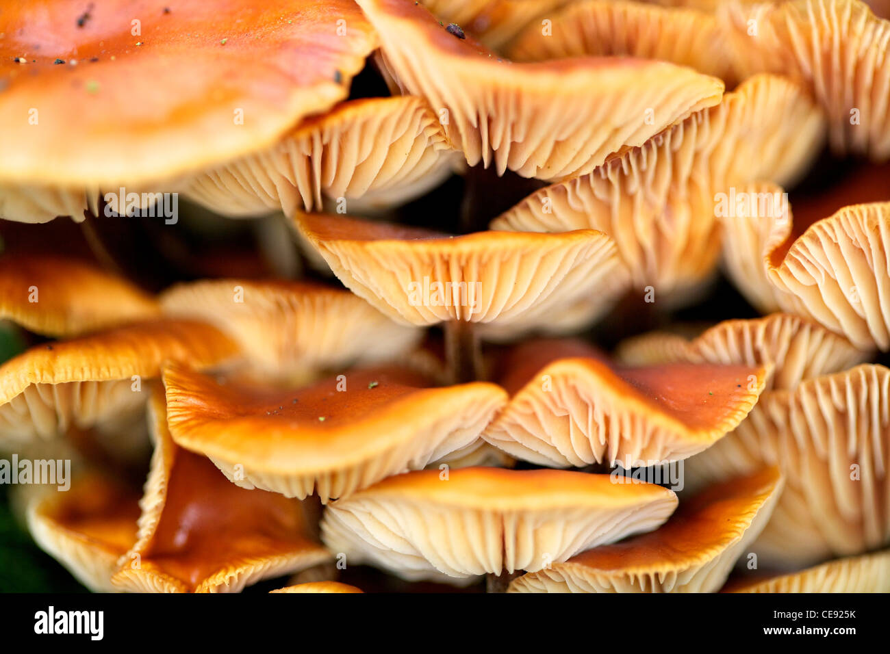 Honey Fungus Armillaria mellea on tree trunk Stock Photo