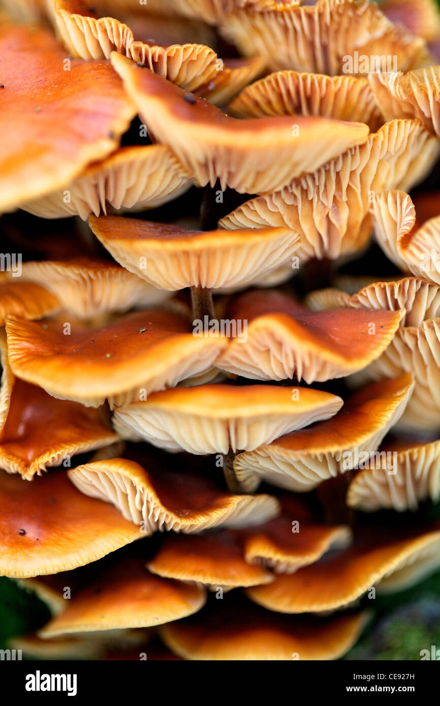 Honey fungus tree hires stock photography and images Alamy