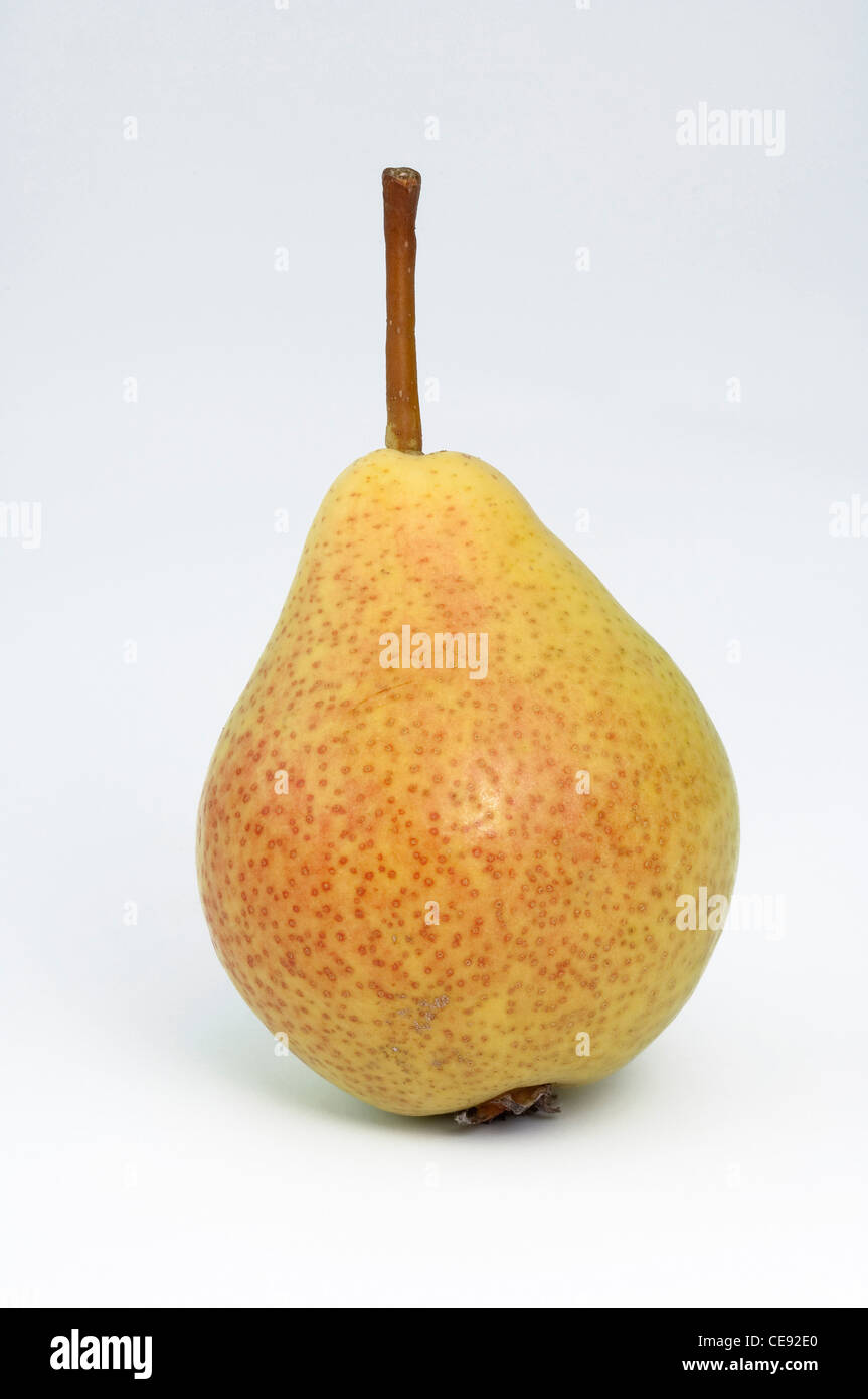 Common Pear, European Pear (Pyrus communis), variety: Augustbirne. Ripe fruit, studio picture against a white background. Stock Photo
