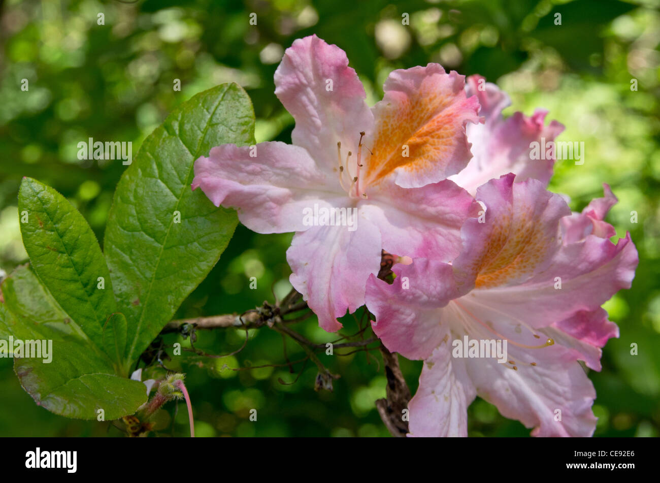 Rhododendron Occidentale "Superbum" Stock Photo