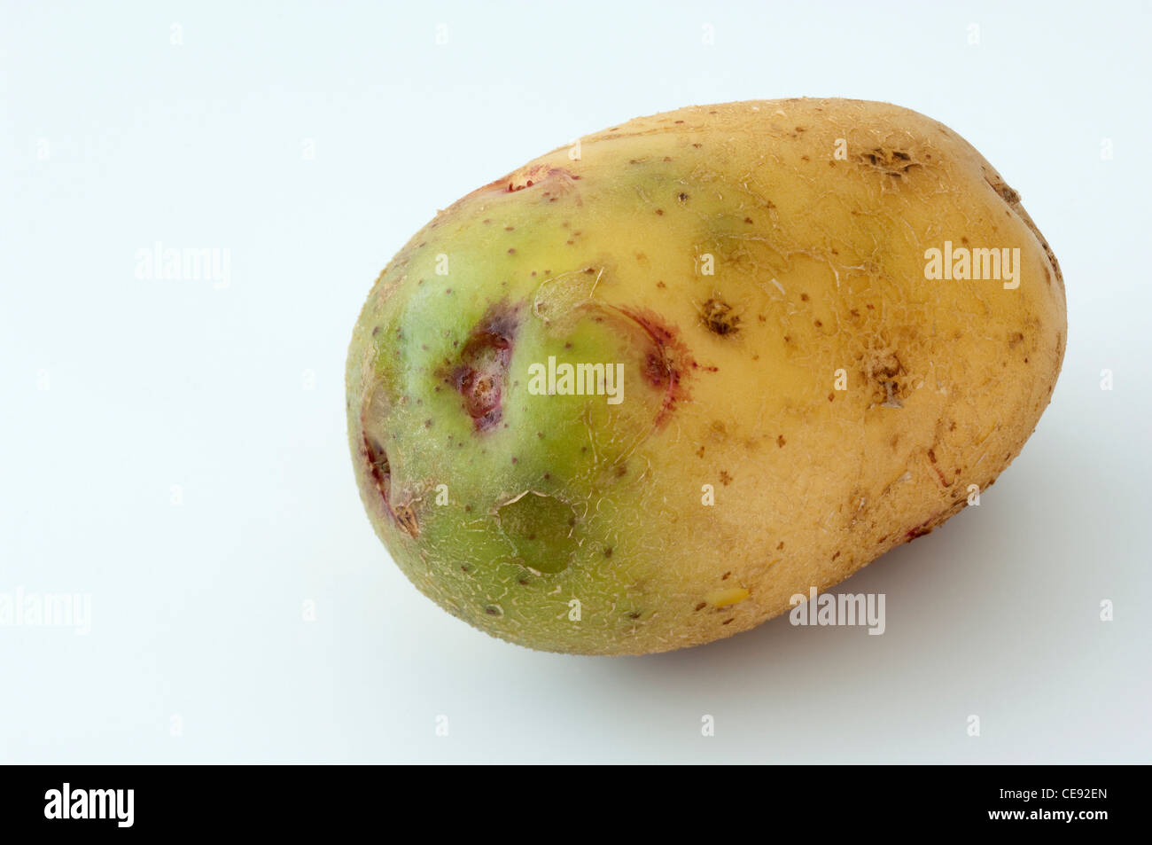 Potato (Solanum tuberosum), variety: Quarta. Tubers, one of them with green sections due to exposure to light Stock Photo